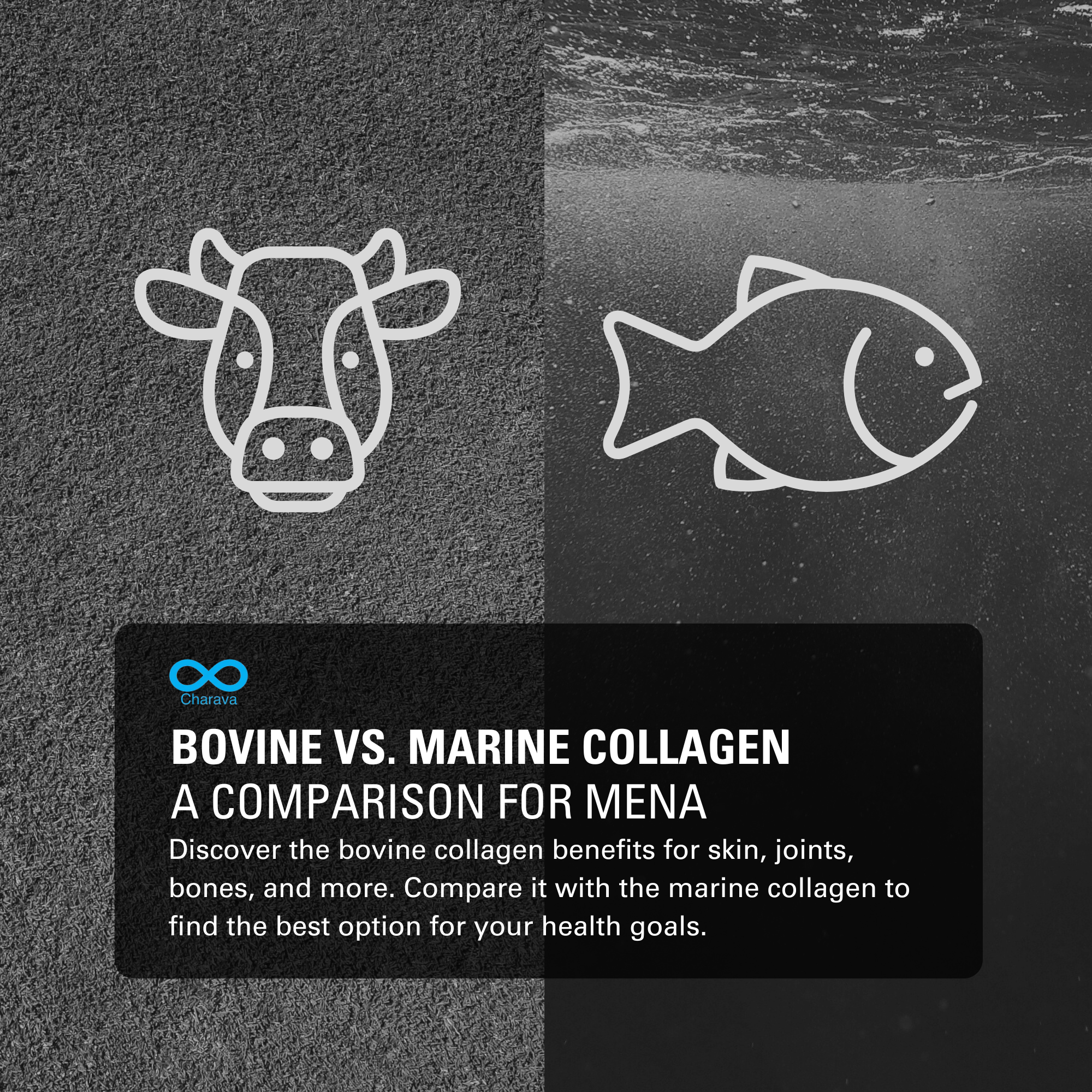 Bovine Collagen Benefits, Uses, Marine vs. Bovine for MENA | Charava MENA